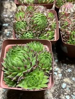 山吹色様 リクエスト 2点 まとめ商品