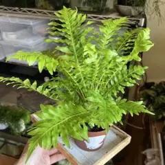 酷暑！通気良い梱包！① ブレクナム　シルバーレディー　土植え　観葉植物のサムネイル