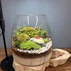 苔テラリウム　トトロのフィギュア入り　ウッドベース大サイズ　(オーダー品例) 苔テラリウム トトロのフィギュア入り ウッドベース大サイズ (オーダー