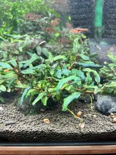 水中葉 ブセファランドラ ゴースト カリマンタン子株 - メルカリ