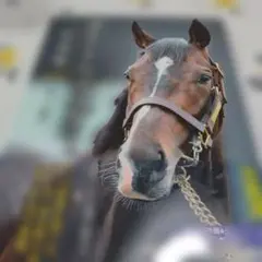 タイトルホルダー写真集 もっと前へ