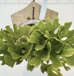 2026年最新】リドレイ ドワーフ 胞子の人気アイテム - メルカリ