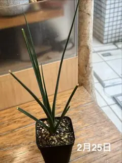 2026年最新】ドラセナ シナバリの人気アイテム - メルカリ