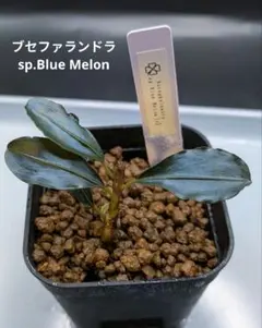 2025年最新】ブセファランドラ ブルーメロンの人気アイテム - メルカリ