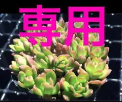 ヨッシー様 リクエスト 3点 まとめ商品