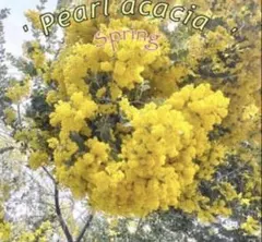 春 pearl acacia パールアカシア ⑤ 苗 ミモザ パールアカシア