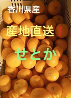 知る人ぞ知る高知の果樹園★除草剤不使用の土佐小夏1kgからご予約受付中 知る人ぞ知る高知の果樹園。除草剤不使用の土佐小夏2kg送料込み3000円