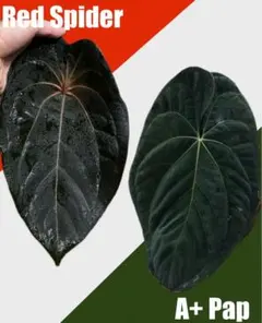 b*a様 アンスリウム(papi x sub) x portilae カット1節 アンスリウム(papi x sub) x portilae カット1節