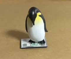 今日は何キロ？　ペンギン