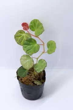 2025年最新】ベゴニア サラワクの人気アイテム - メルカリ