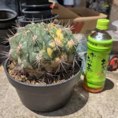 ギムノカリキウム 新天地錦 特上斑 6号鉢 鉢ごと送料込み - メルカリ