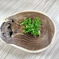 2025年最新】ニューラージパールグラスの人気アイテム - メルカリ