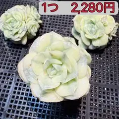 ❤️専用出品❤️ラブリーローズ錦　　　　　　　　　❤️可愛くなる予感①❤️ 2025年最新】ラブリーローズ錦の人気アイテム - メルカリ