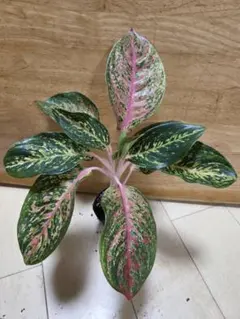 特別企画 セール Aglaonema アグラオネマ トリカラー KT ③ - メルカリ