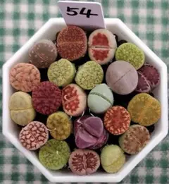 多肉植物 リトープス 訳あり 1ポット - メルカリ