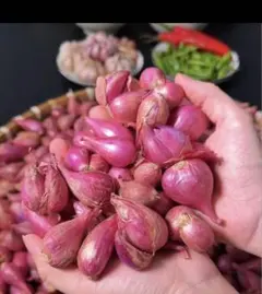 エシャロットShallot、タイのワケギ苗50個サイズバラバラ980円 エシャロットShallot、タイのワケギ苗50個サイズバラバラ - メルカリ