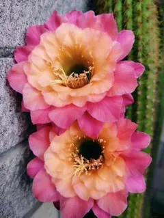 2026年最新】サボテン 金紐の人気アイテム - メルカリ