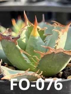 Tsukasa12.24様 リクエスト 2点 まとめ商品