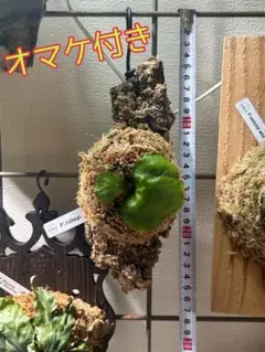 リドレイ　コルク付け① オマケ付きのサムネイル