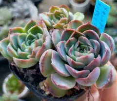 2025年最新】メキシコポルデンシスの人気アイテム - メルカリ