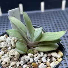 多肉植物 ガステリア札落ち 抜き苗のサムネイル