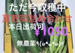 無農薬 夏野菜詰め合わせのサムネイル