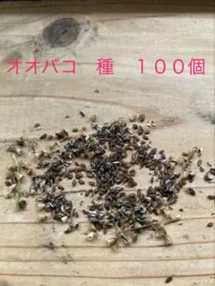 オオバコ　種　約100個のサムネイル