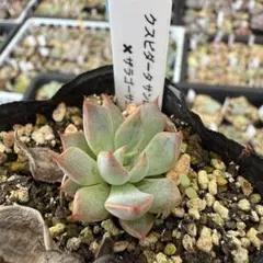 ね*☆様 ザラゴーサ SPノバ　おらいさん　札付き ザラゴーサspノバ 普及種 お土産のお返し | 無職インセクトの