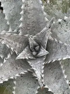 DBディッキア Dyckia Bill Baker hybrid #13 ⑴ - メルカリ