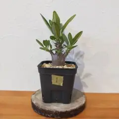 早い者勝ち！国内実生ウィンゾリーと3Dプリンター鉢付き！メルカリ便込み！ 早い者勝ち！国内実生ウィンゾリーと3Dプリンター鉢付き