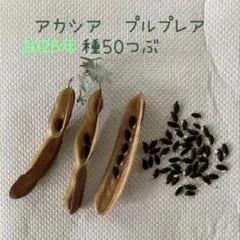 アカシア　ゴールデンミモザ プルプレア　種50粒　匿名配送