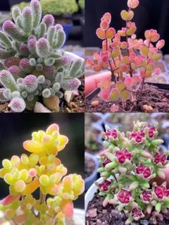 ネコポスで発送❣️なべべ様 リクエスト 2点 まとめ商品