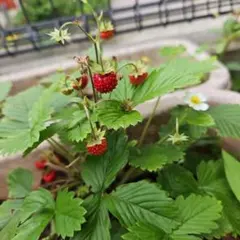 aom様 リクエスト 2点 まとめ商品