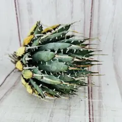 アビエスコレアナ Abies koreana もみの木 チョウセンシラベ 苗木