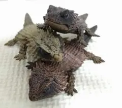 アルマジロトカゲ　いきもの大図鑑レプティ
