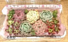 多肉カット苗セット