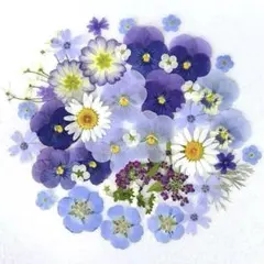押し花素材✿ブルー✿商品番号F4✳︎匿名配送