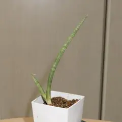 リプサリス パラドクサファイン カット苗③ - メルカリ
