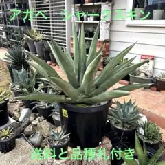 超優良血統大型W60美株❣️アガベ・サルミアナフェロックス