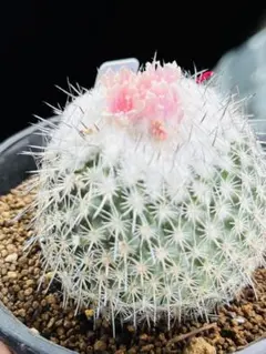 ナ*ん様 多肉植物 花サボテン 梨花洛 八重咲き 極美 開花球 (直径約7.6
