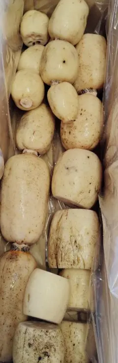 リピーター様限定 お得 本日 明日のみ