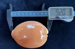 2025年最新】ナンヨウダカラの人気アイテム - メルカリ