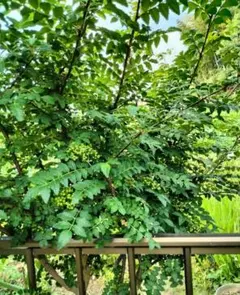 山椒種　30 粒のサムネイル
