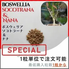 2025年最新】ボスウェリアの人気アイテム - メルカリ