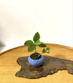 矢口商店様 リクエスト 2点 まとめ商品