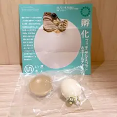孵化 フィギュアマスコット ニシヘルマンリクガメ