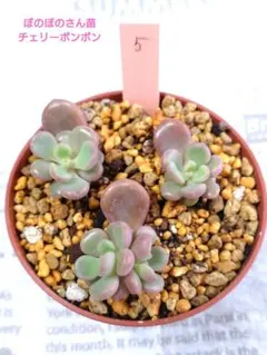 札付き♥️大苗✨ぼのぼのさん苗✨ 石野 宏幸 (@bonobono_831) • Instagram photos and videos