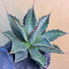 2026年最新】イラン株 アガベの人気アイテム - メルカリ