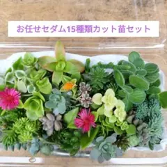 お任せセダム15種類カット苗セット
