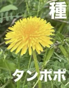 2026年最新】タンポポの苗の人気アイテム - メルカリ